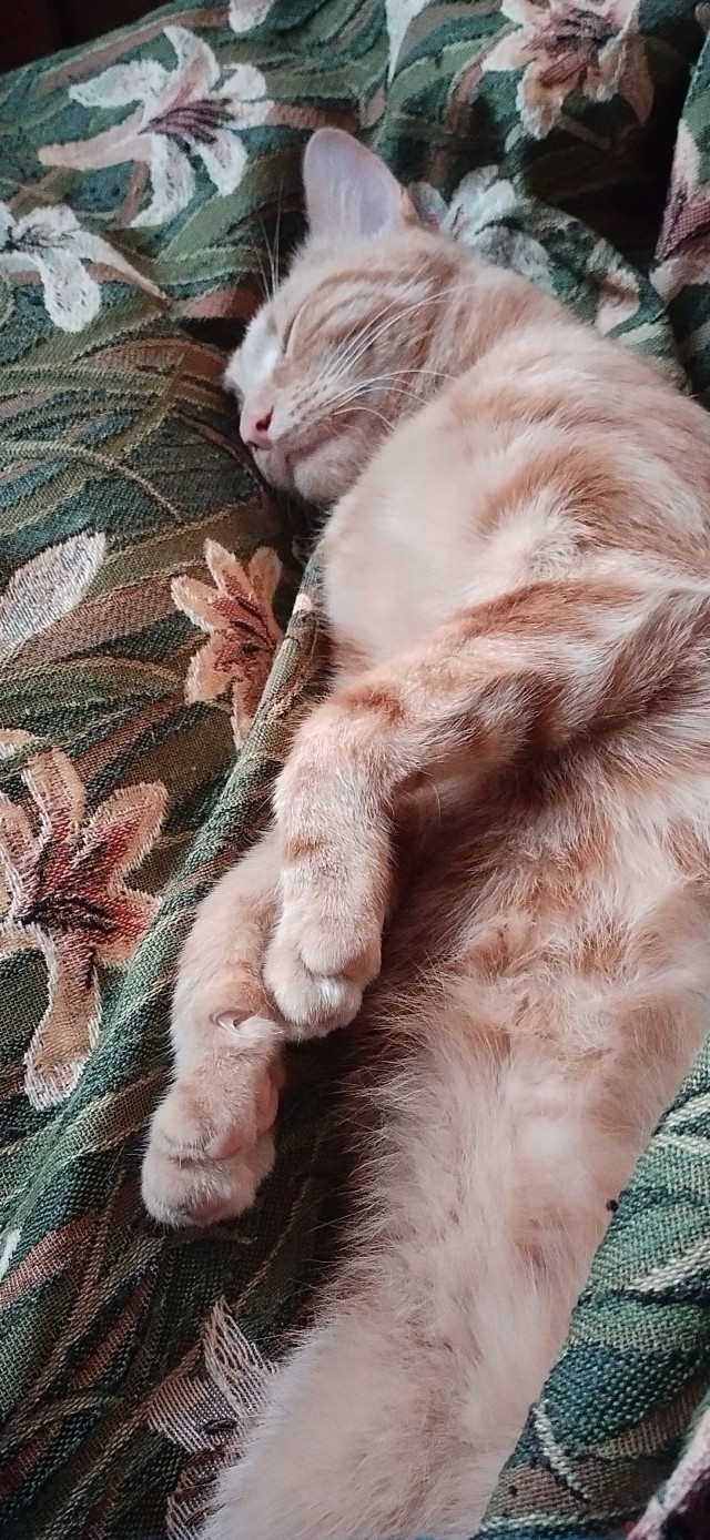 Начну котовторник чуть раньше!