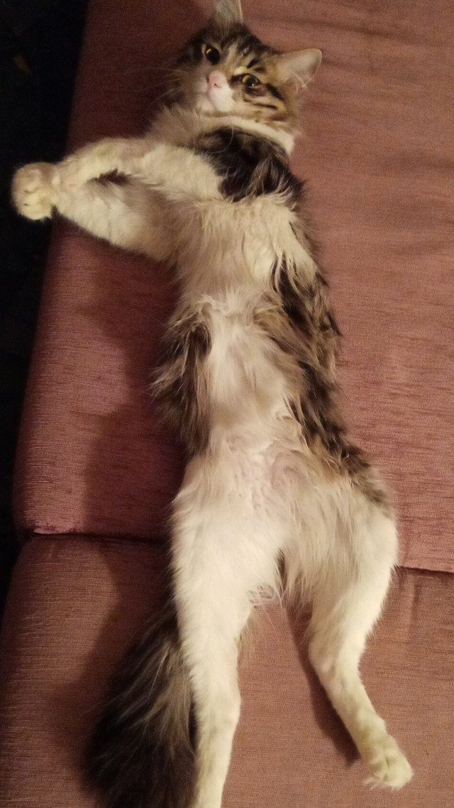 Котовторник 19.07.22