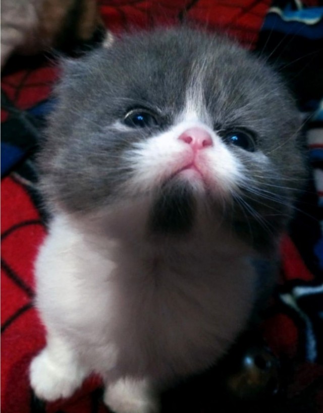 На котовторник
