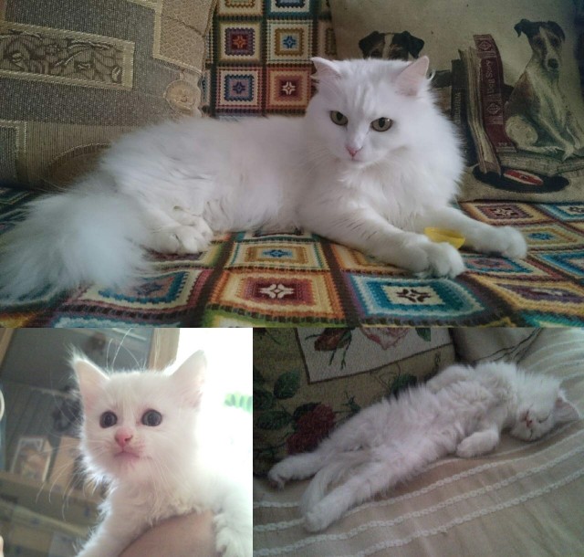Котовторник, пополнение