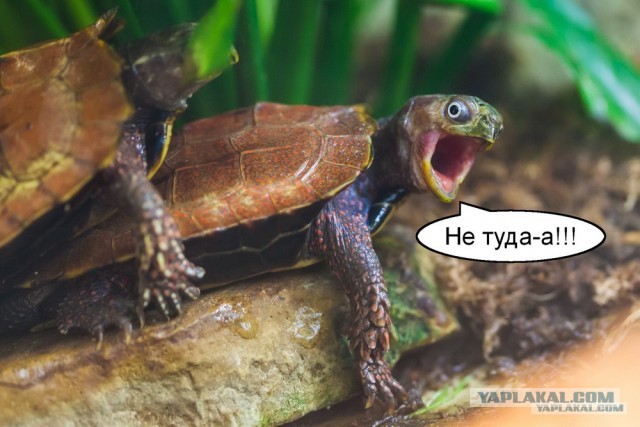 Люди радуются салюту в Киеве