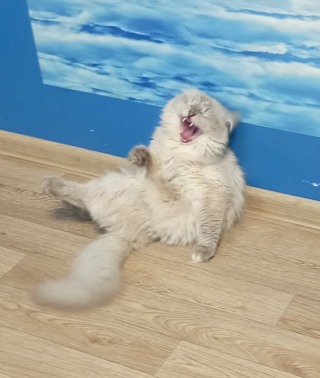 Котовторнику посвящается