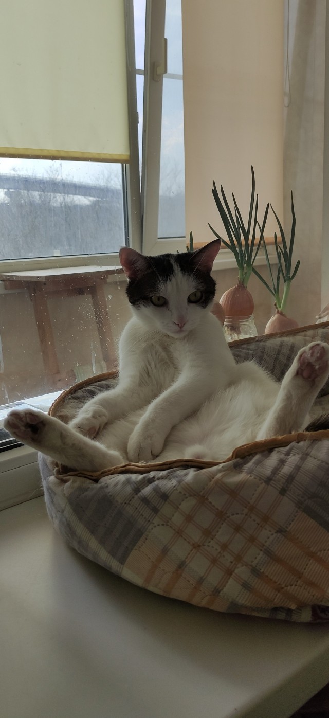 Не только котовторник, а еще и Всемирный день кошек!