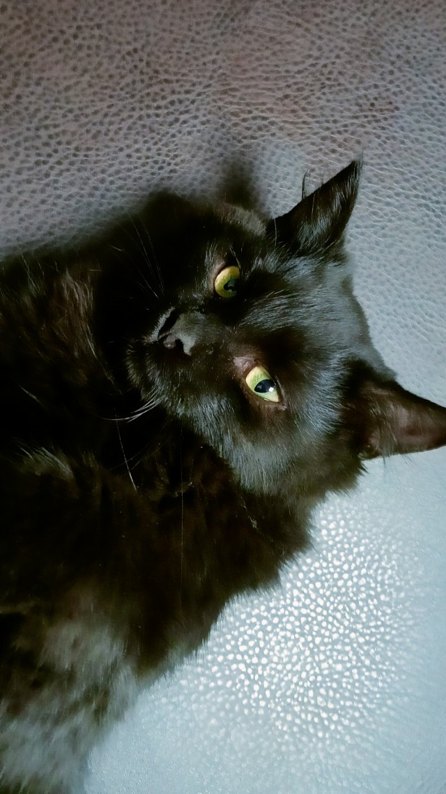 ЯПовцы, беда с котейкой