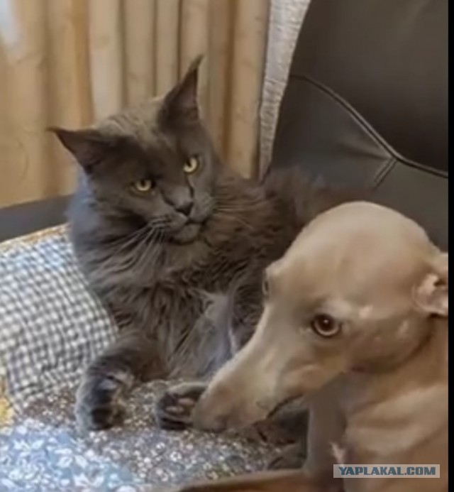 Кот, который смотрит на собак, как на свою добычу