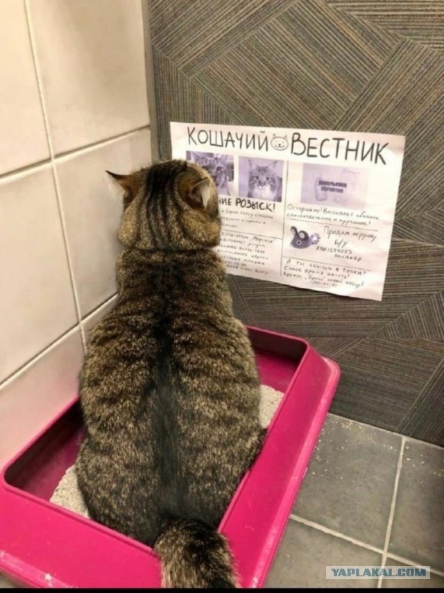 Картинки не для всех