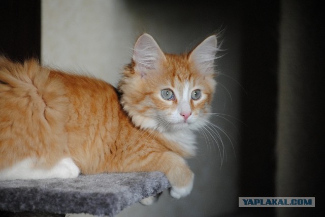 О бенгальских котах на наглядном примере