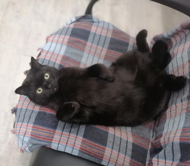 Моя жена не умеет фоткать кота
