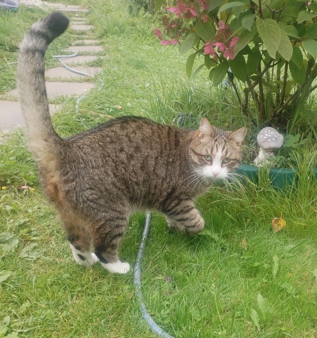 Котик с ЯПа