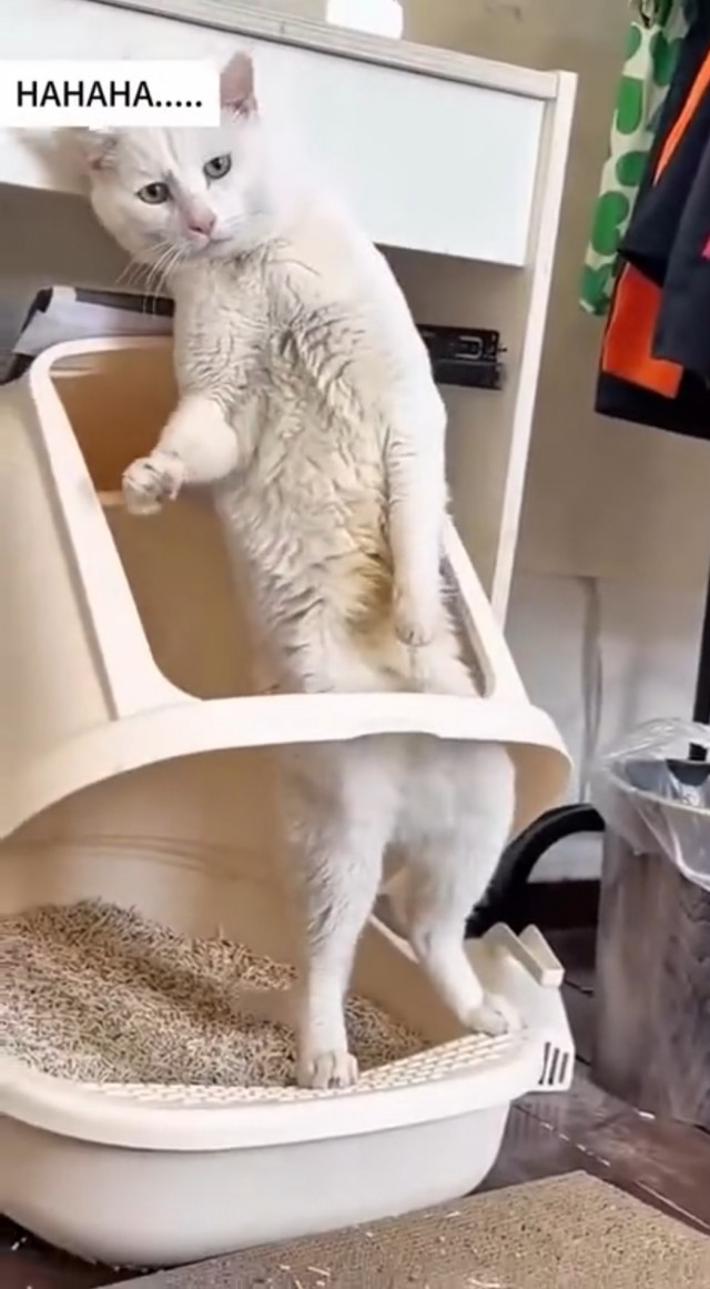 Кот, говно и муравей(нет)