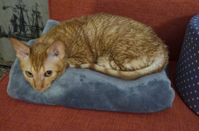 Котовторник наступил