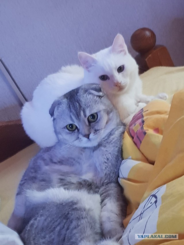 Принимайте в ряды вислоухих