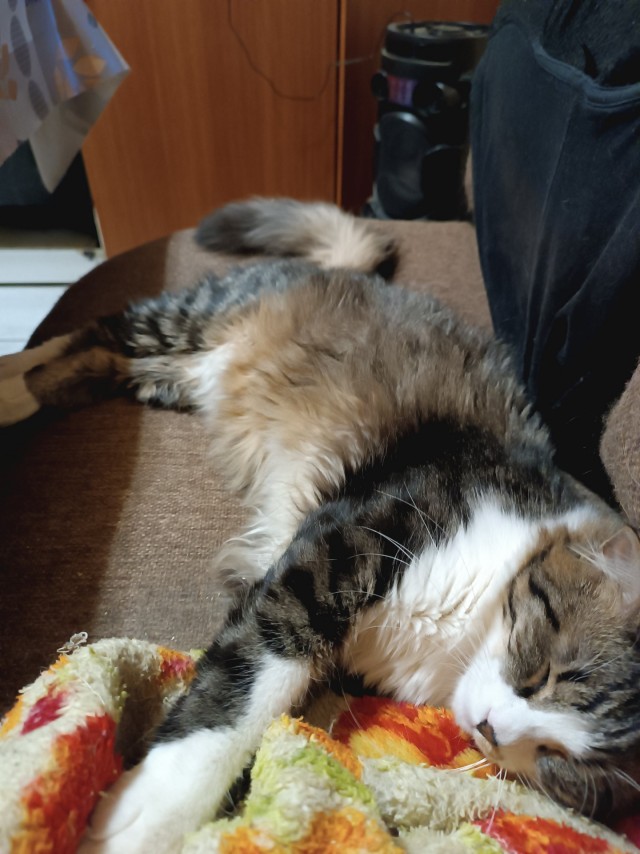 Котоламповая история