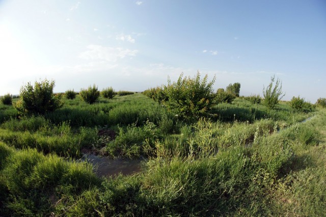 Абхазия (море), Армения (абрикосы)