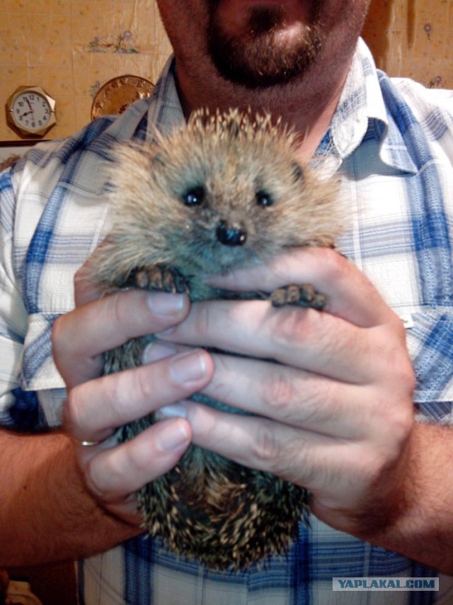 Чем ежики лучше кошек