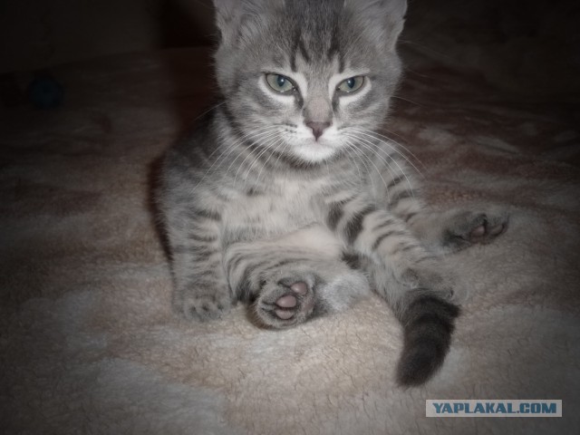 Кот из Шрека найден...
