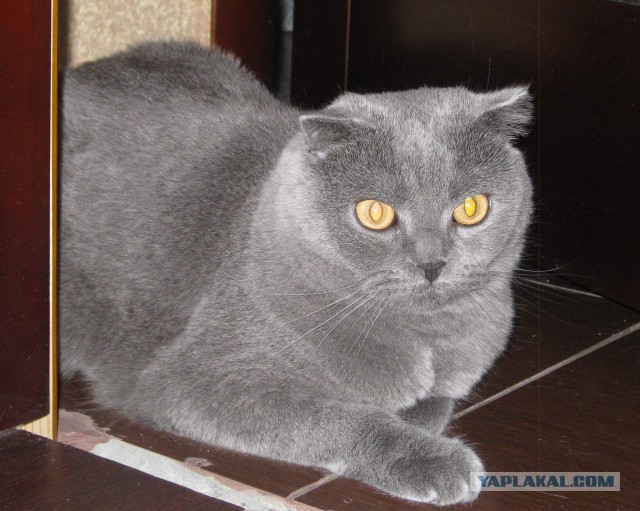 Котовторник 04.03.2014