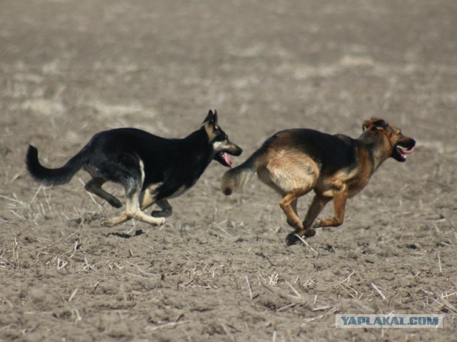 Собачки: русская борзая