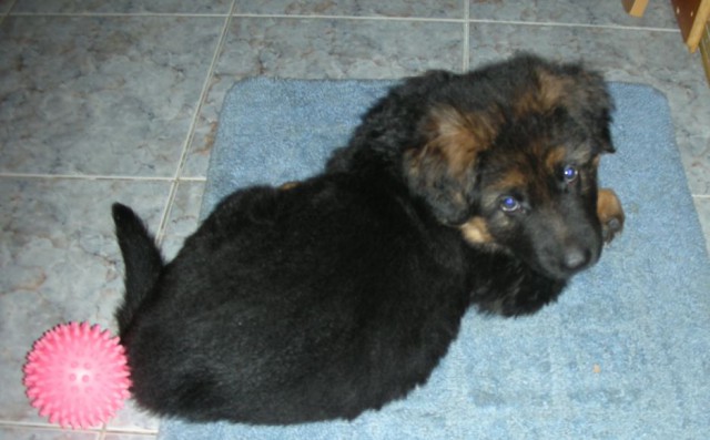 Мой малый друг Мухтар