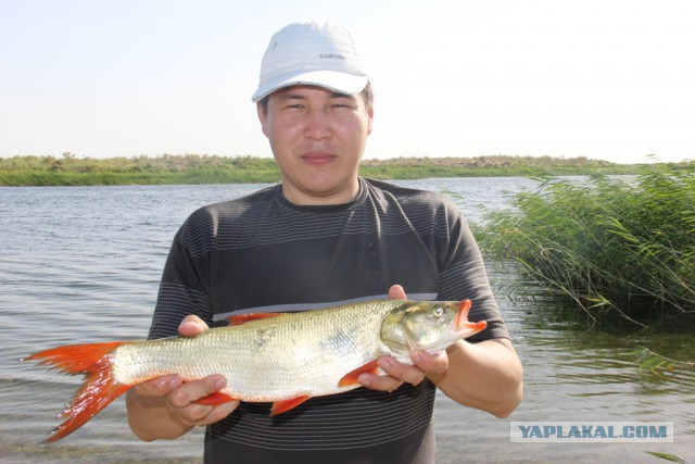 Немного рыбалки под Астраханью