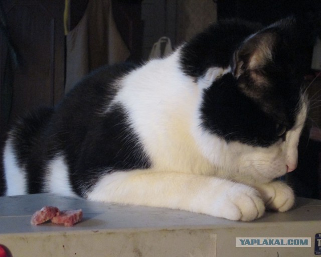 Котовторник 07 04 2015