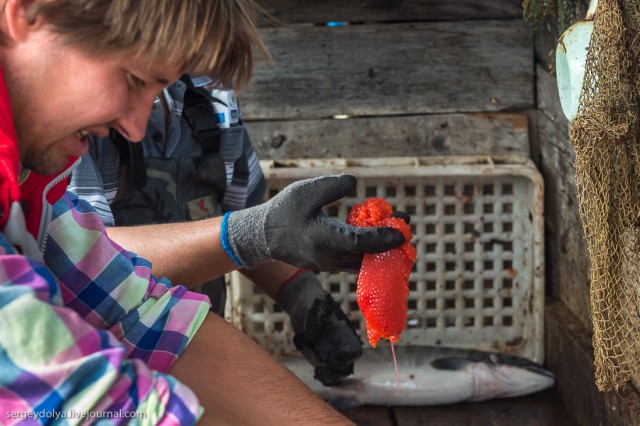 Как делают икру-пятиминутку и чем она отличается