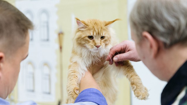 В Москву съехались коты