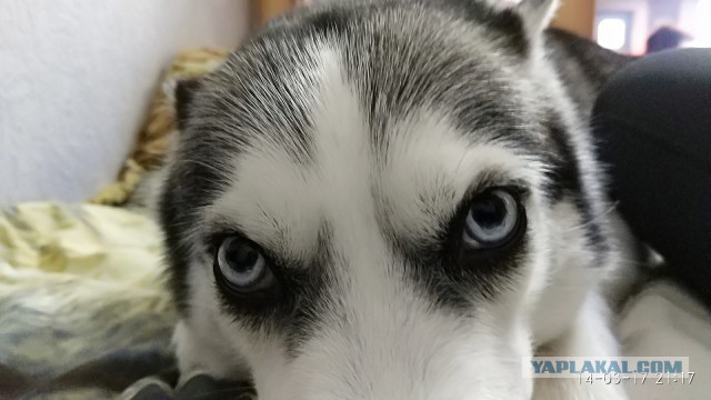 Хаски оставили одного на три часа, и вот что он сделал с домом