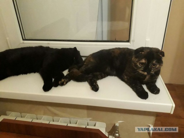 Котовторник 28.03.2017