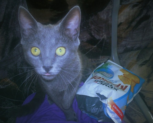 Коты и Кошки