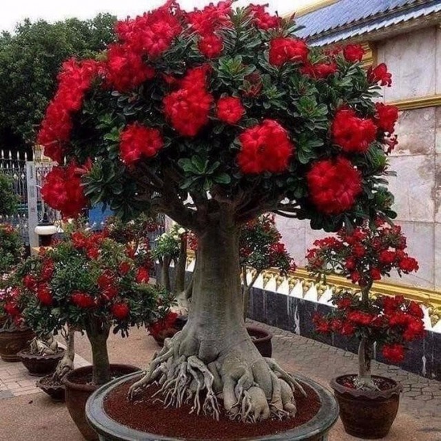 Всякие разные картинки
