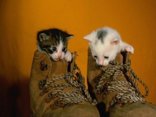 Коты и Кошки