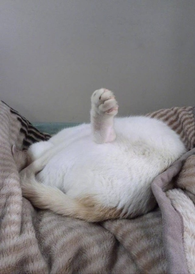 24 кота, которые подняли дерзость на новый уровень
