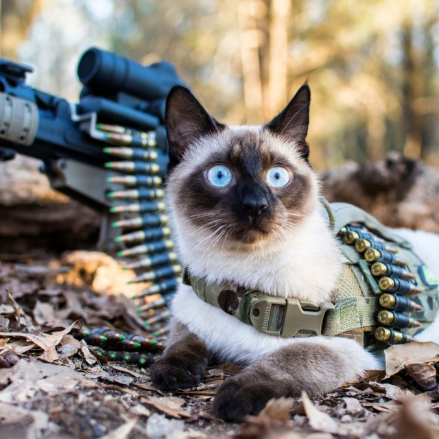 Подборка настоящих котов