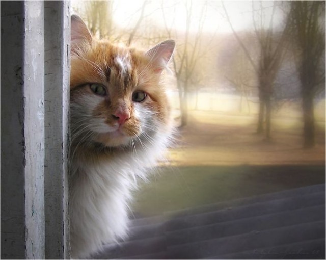 Котомет на вторник (15.04.2008)