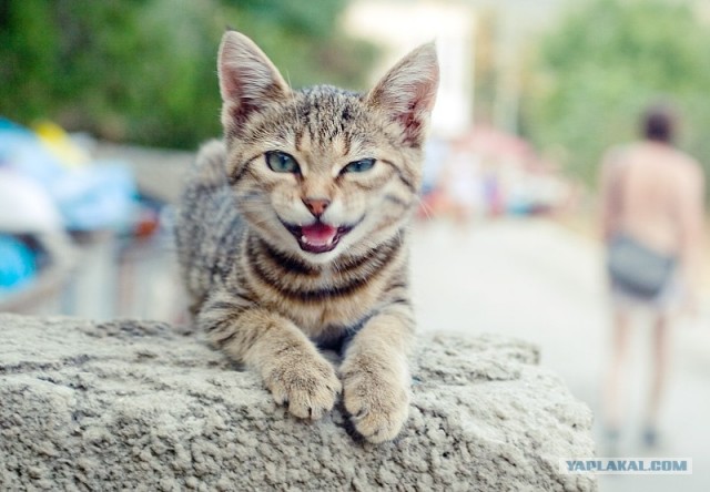 Уррааа! Котомет на ЯПлакалъ.