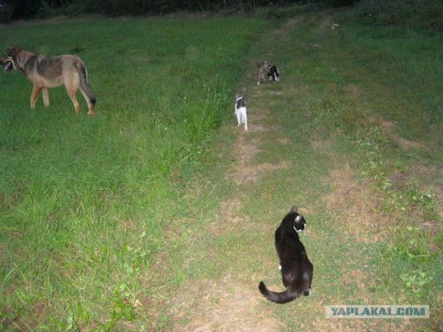Жизнь домашнего приюта для котеек 232