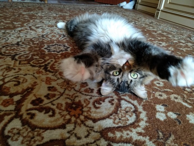 Котовторник 11.09.18.