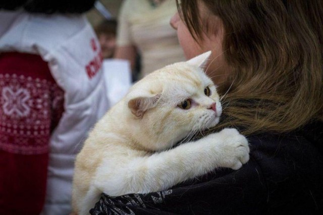 Прикольных котов пост