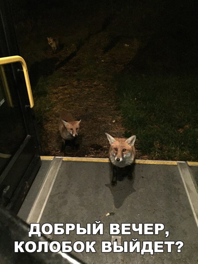 Нестандартный юмор