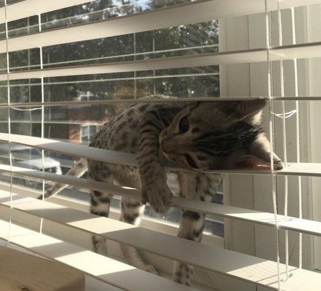 Немного милоты
