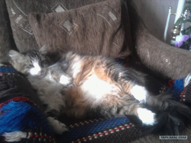 Котовторник! 11.10.11