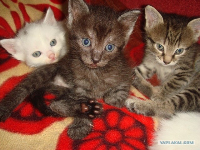 Котовторник (начало в супермаркете!)