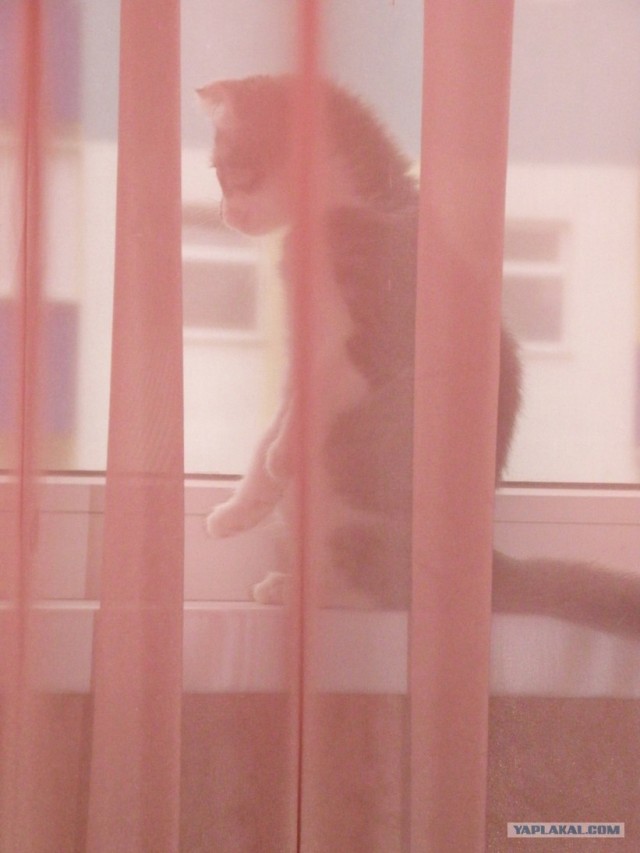 Котовторник!