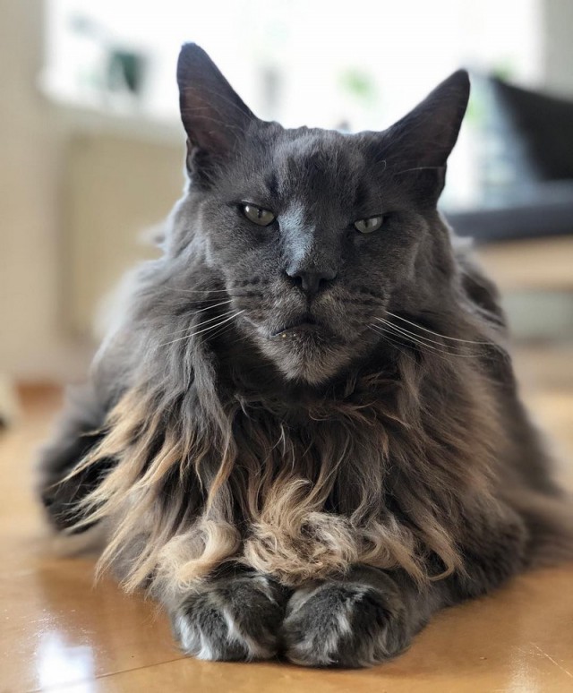 Прикольных котов пост