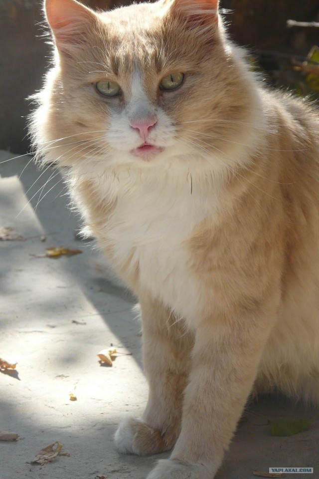 Котовторник (31.01.2012)