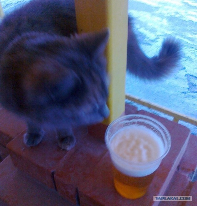 Котовторник  от 3.04.2012