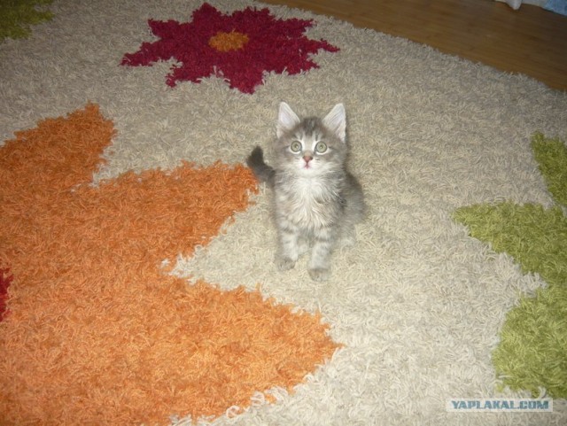 Котовторник 24.04.2012