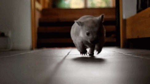 Я просто пробегу здесь мимо!