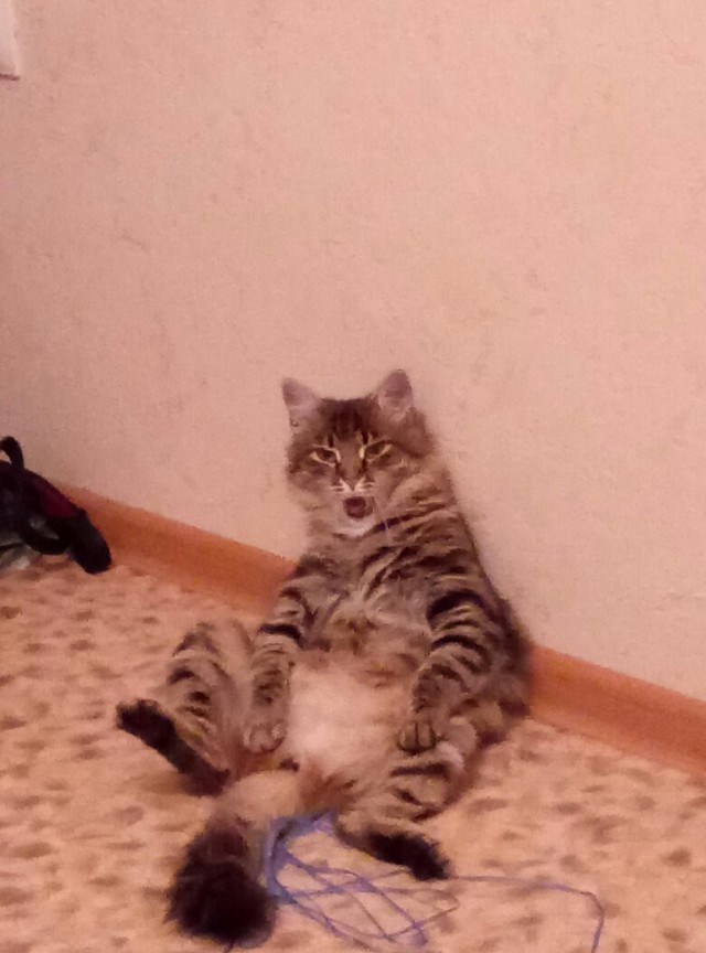 Забавные фото котеек